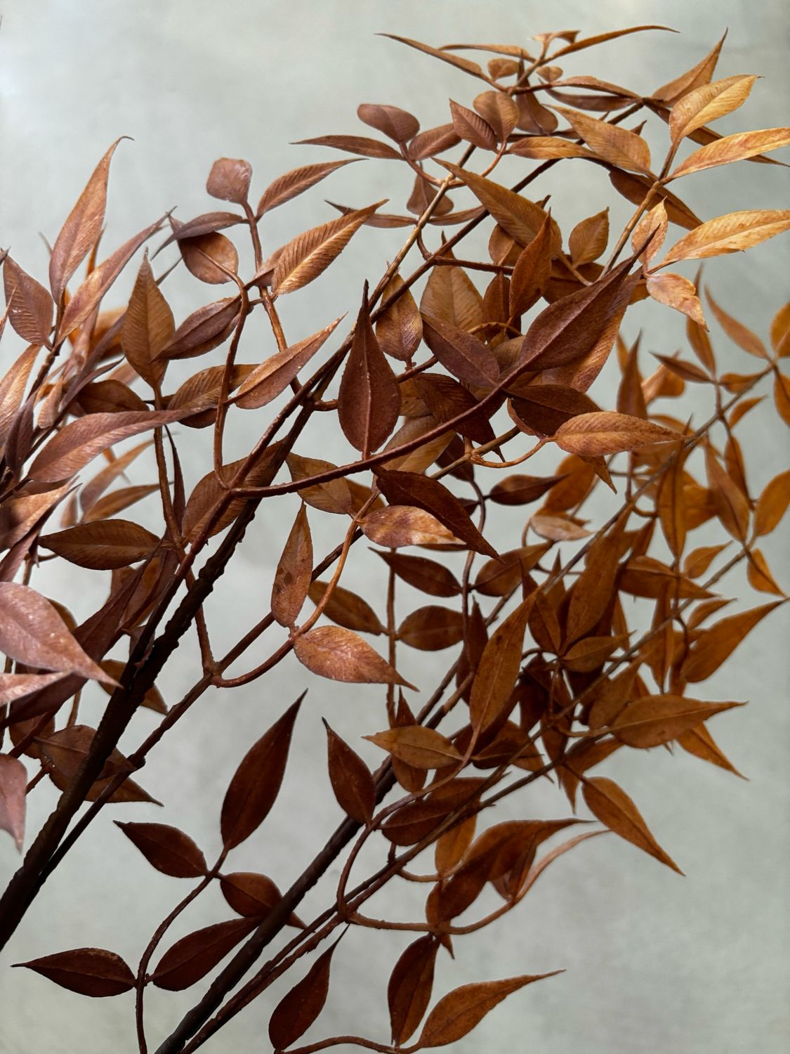 Nandina 90 cm