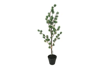 Kerstboom Pinus groen
