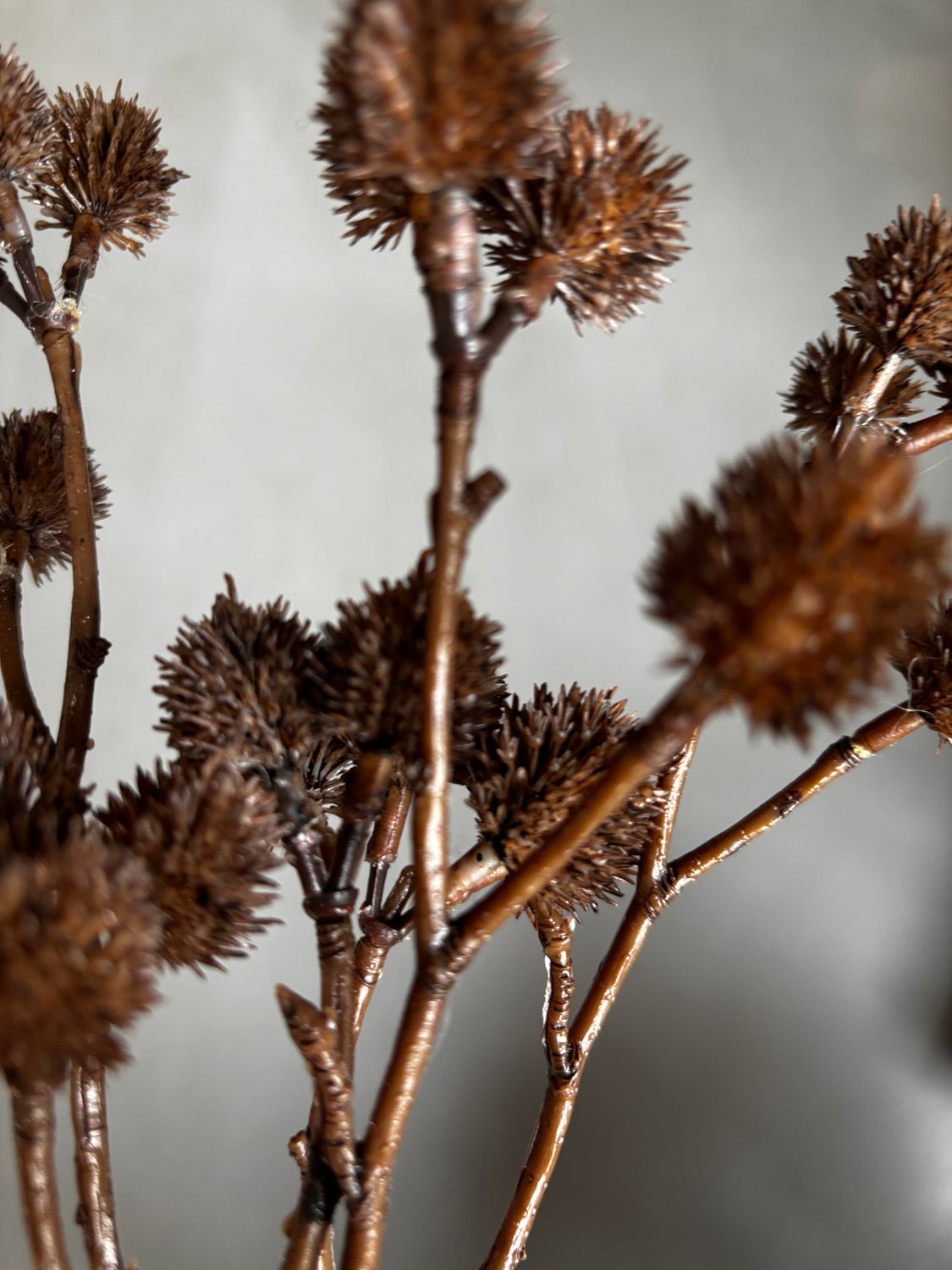 Bundel richinus bruin