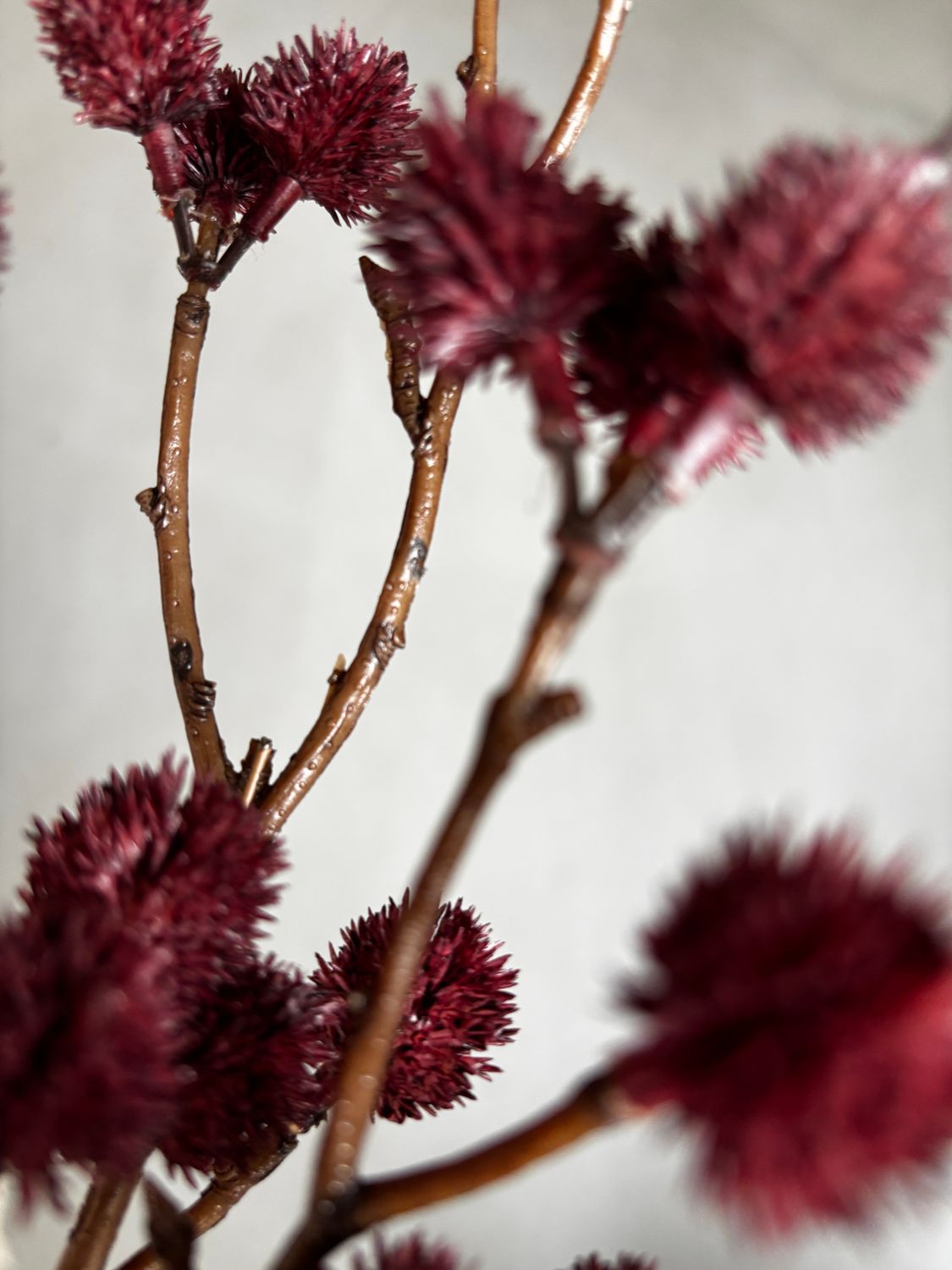 Bundel richinus burgundy