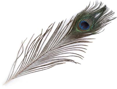 Peacock Feather