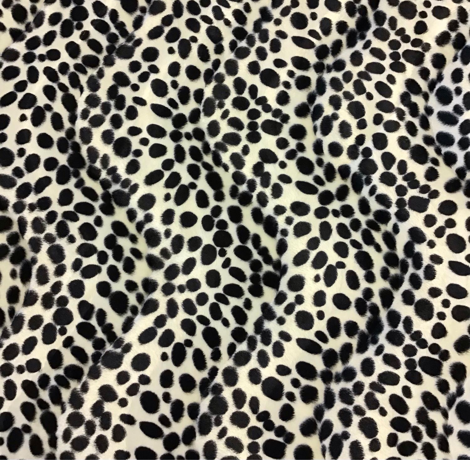 Velvet- Dalmatian