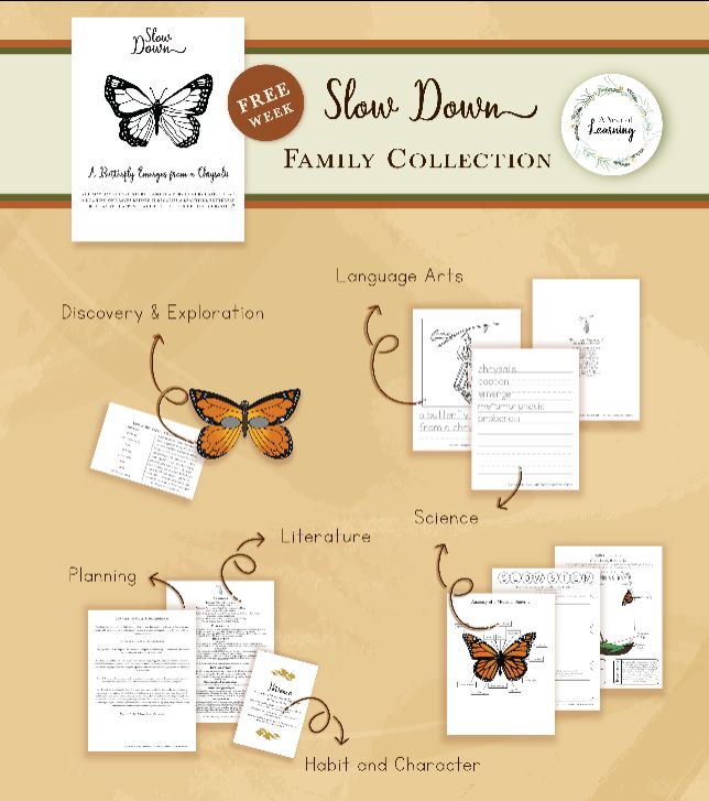 Slow Down Family Collection Sample Week