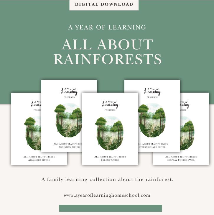 All About Rainforests