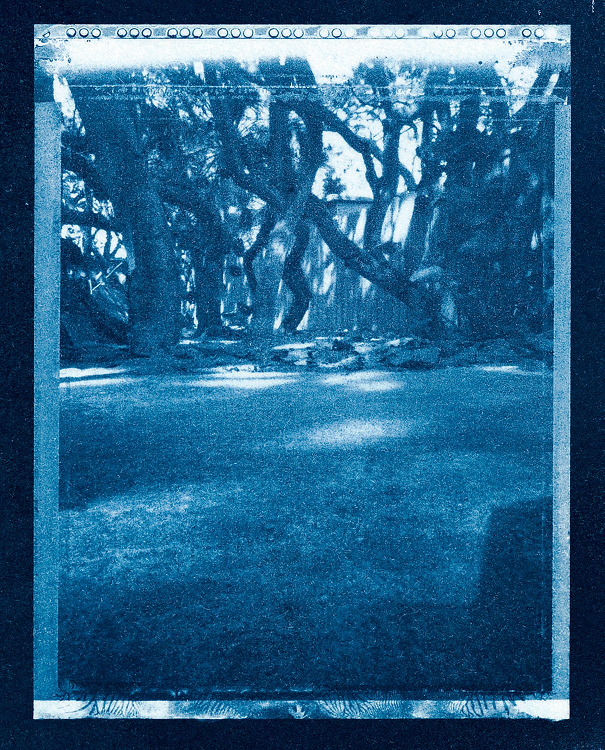 JILL ENFIELD - Delray, Florida Beach Club Trees (2010/2026)