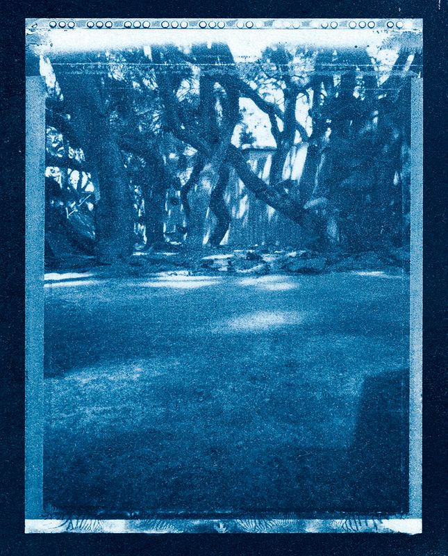 JILL ENFIELD - Delray, Florida Beach Club Trees (2010/2026)