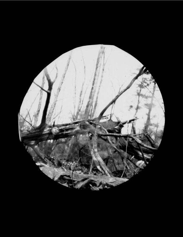 DALE RIO - Untitled, Penwood State Park 2 (2020)