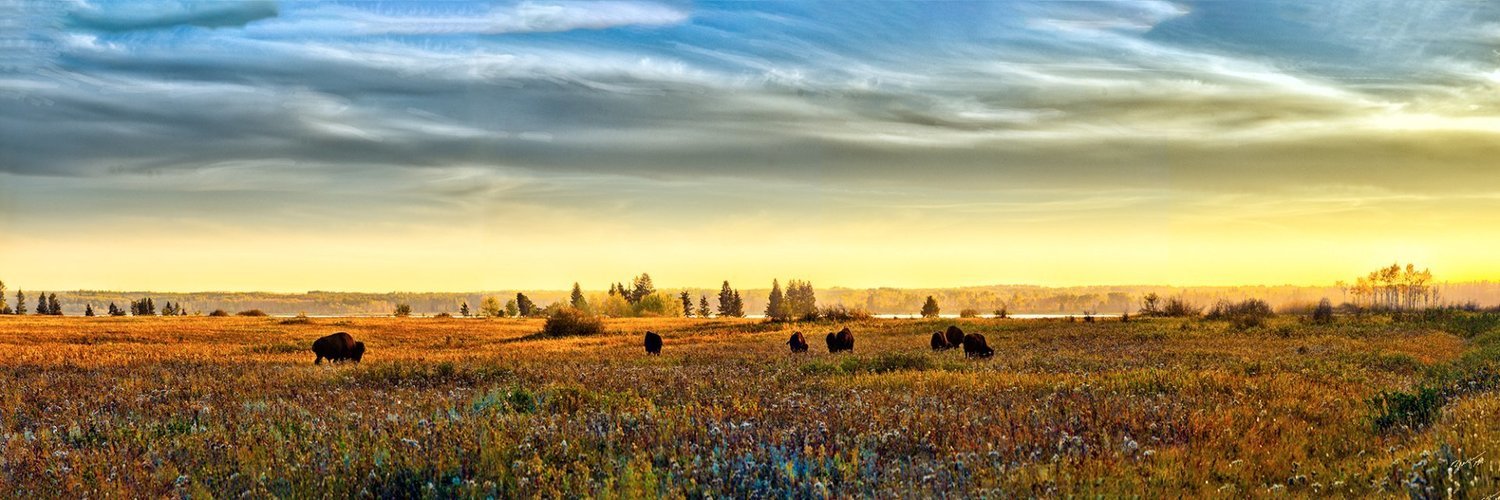 Lake Audy Bison