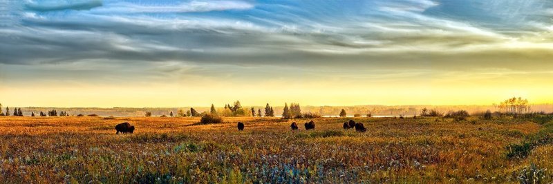 Lake Audy Bison