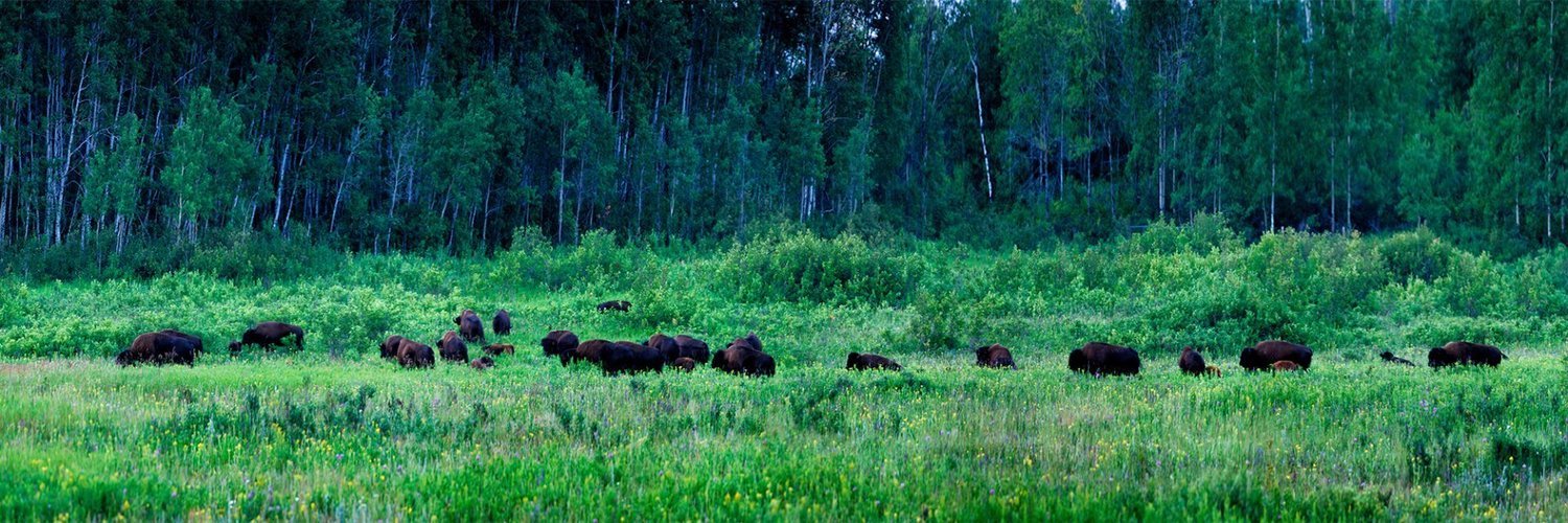 Grazing Bison