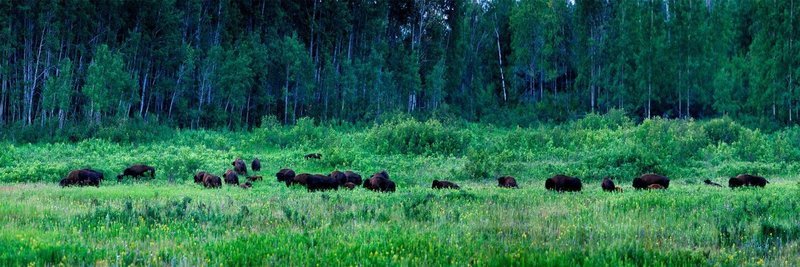 Grazing Bison