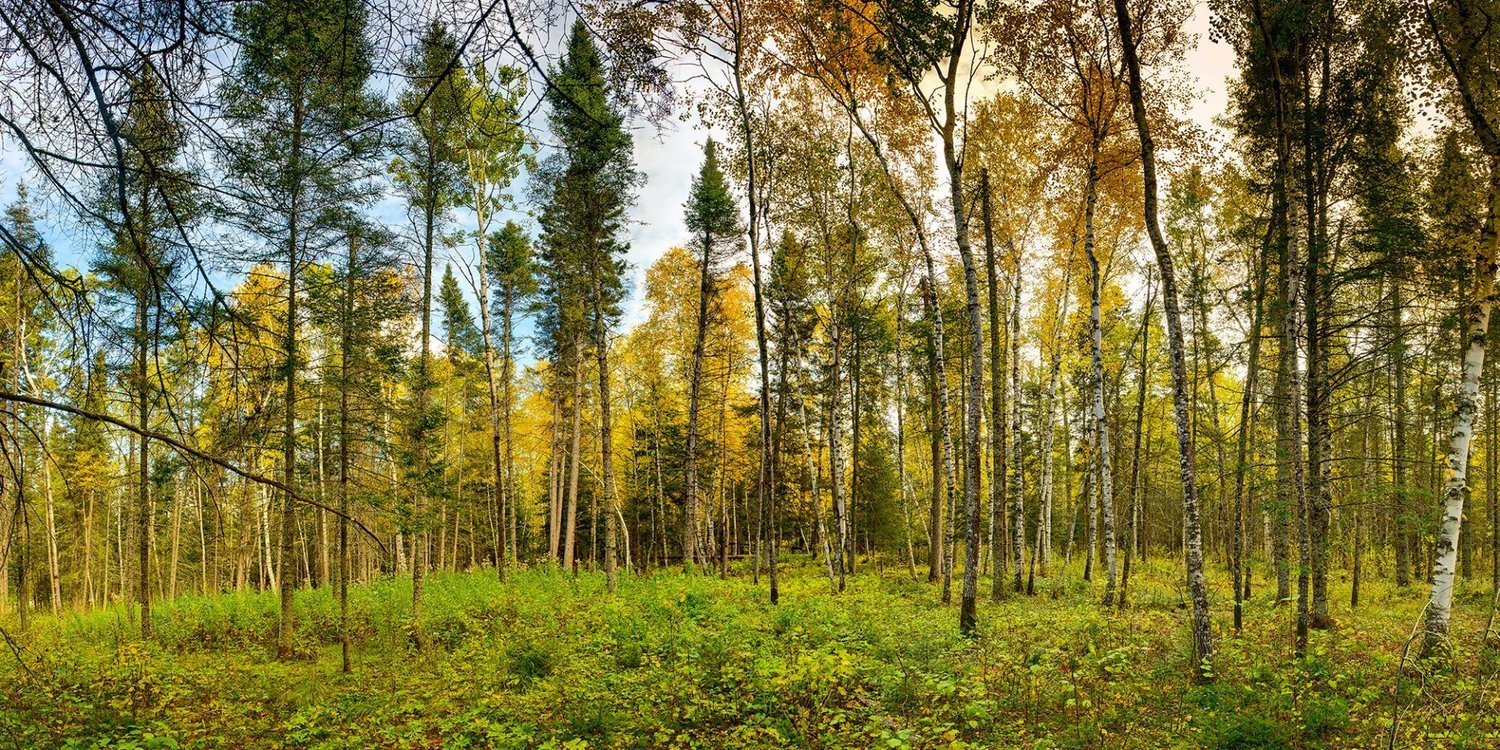 Trees