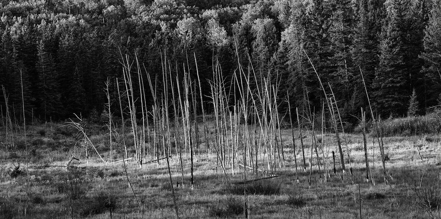 Lone Spruces