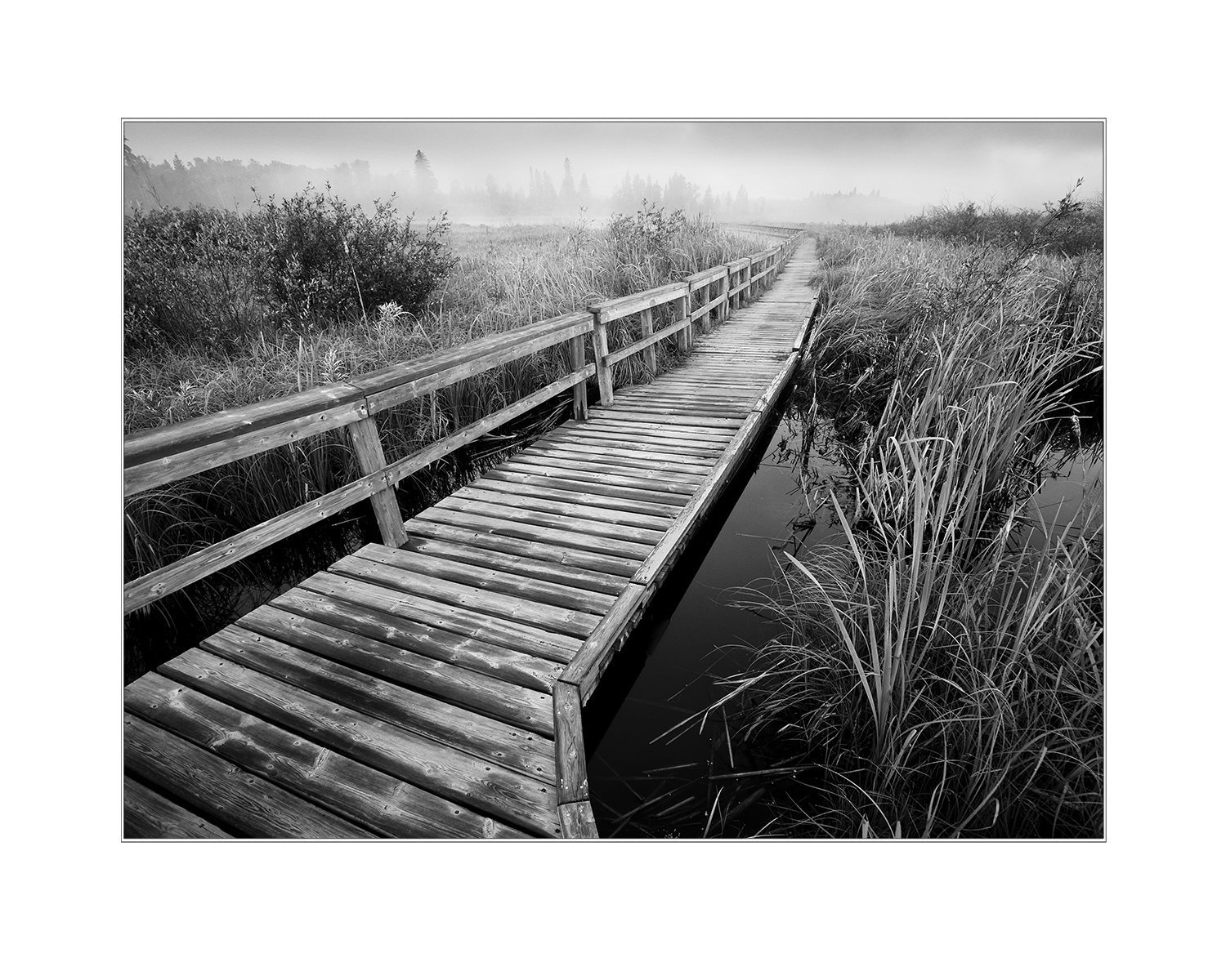 Omnick Marsh in Black and White