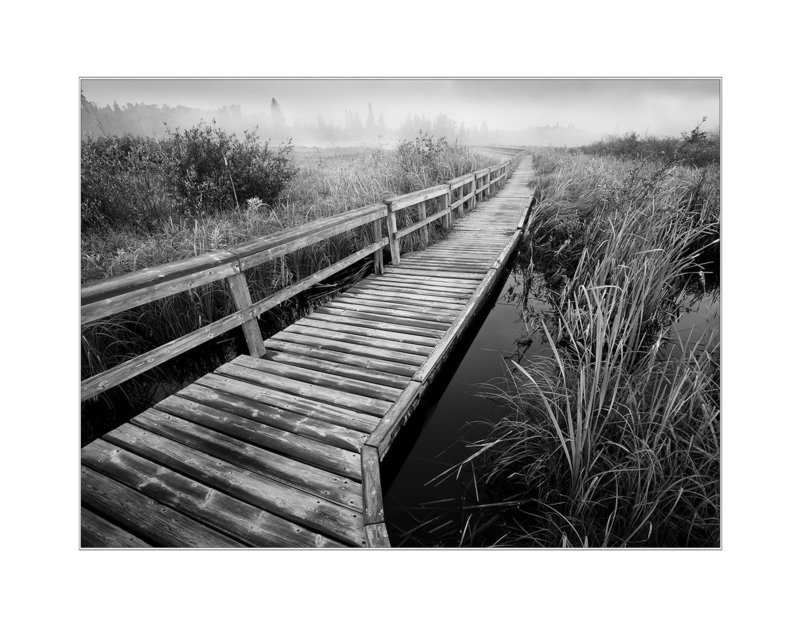 Omnick Marsh in Black and White