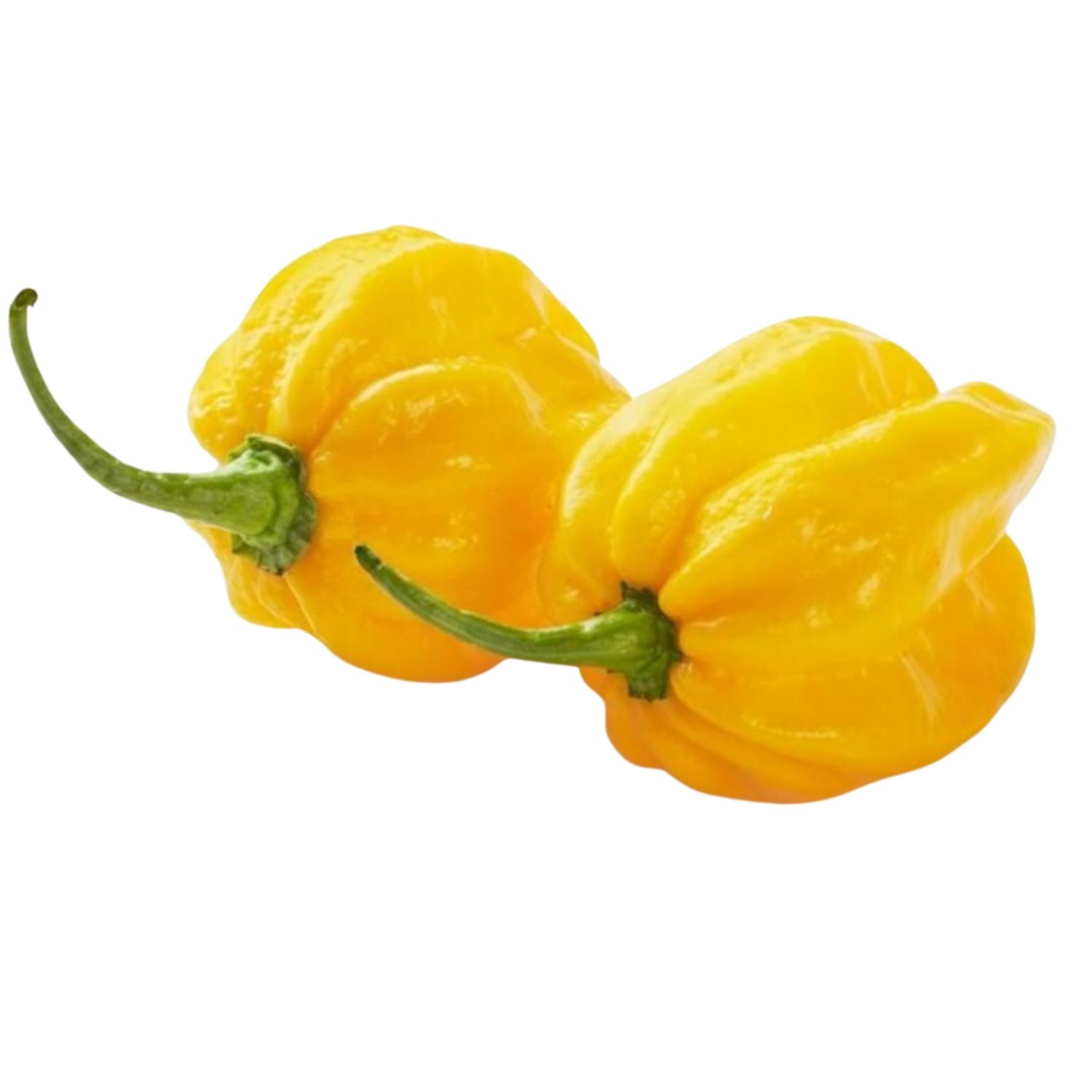 Habanero Chilli  100gr