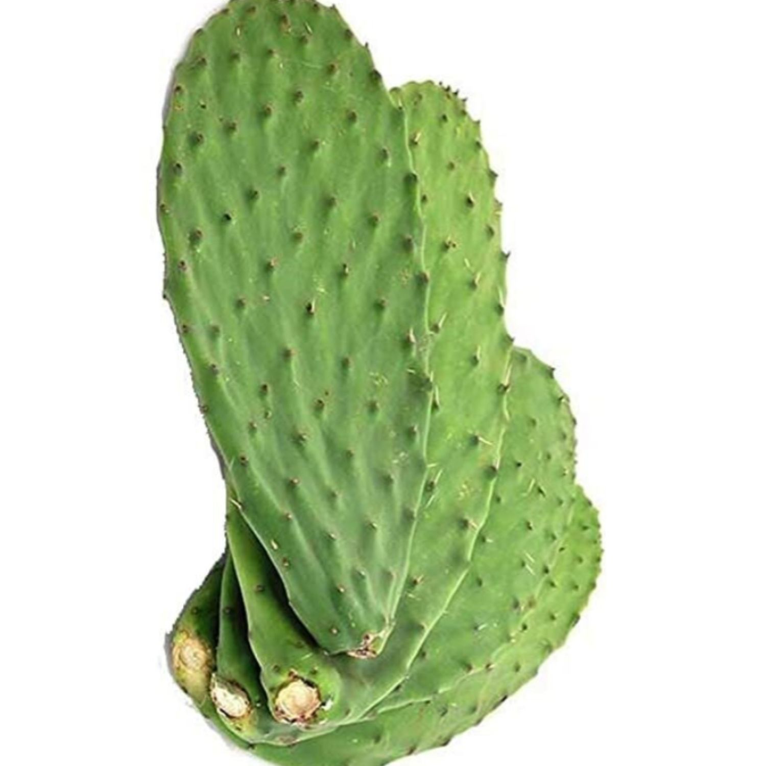 Nopal 500gr Approx 2-4pc