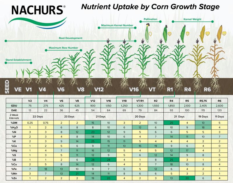 Uptake Chart - Corn