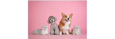 Cat/Dog Canned Food