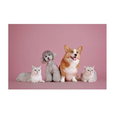 Cat/Dog Canned Food
