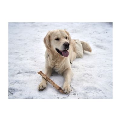 Dog Treats - Longer Lasting