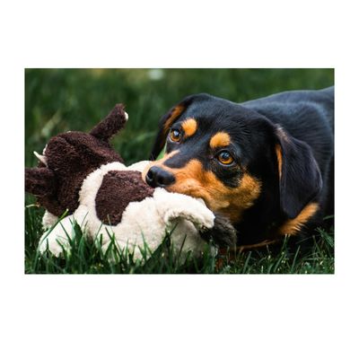 Dog Toys