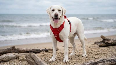Baydog Chesapeake Harness