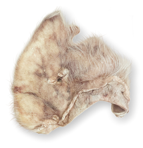 Momentum Pig Ear