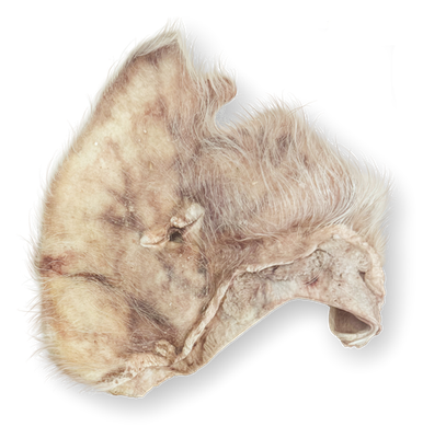 Momentum Pig Ear