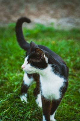 Gatto