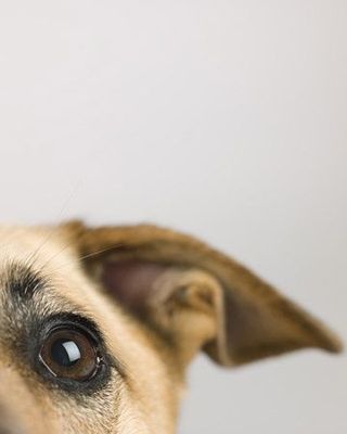 Cane