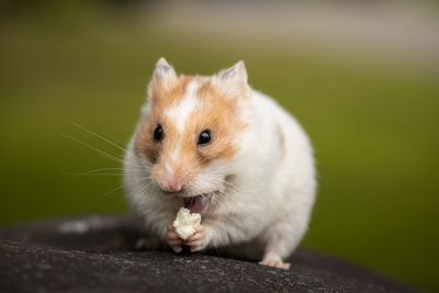 Piccoli animali
