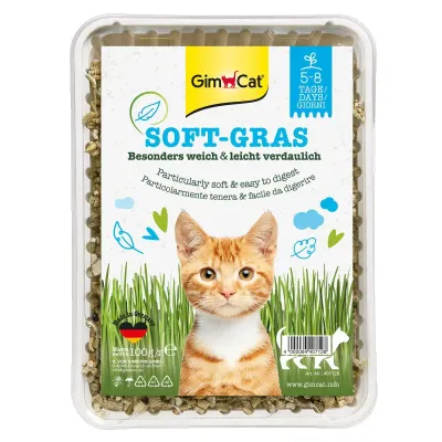 Erba gatto soft-gras Erba gatto soft-gras