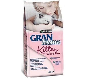 Gran forma kitten gatto Gran forma kitten gatto