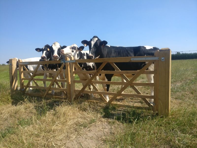 Engelse veldpoort in eik