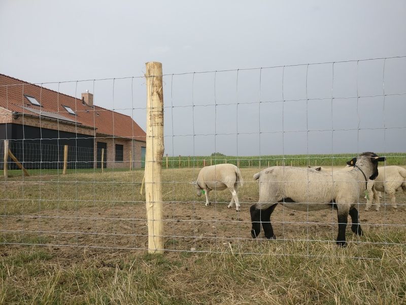 Bouwpakket: tuin- en dieromheining