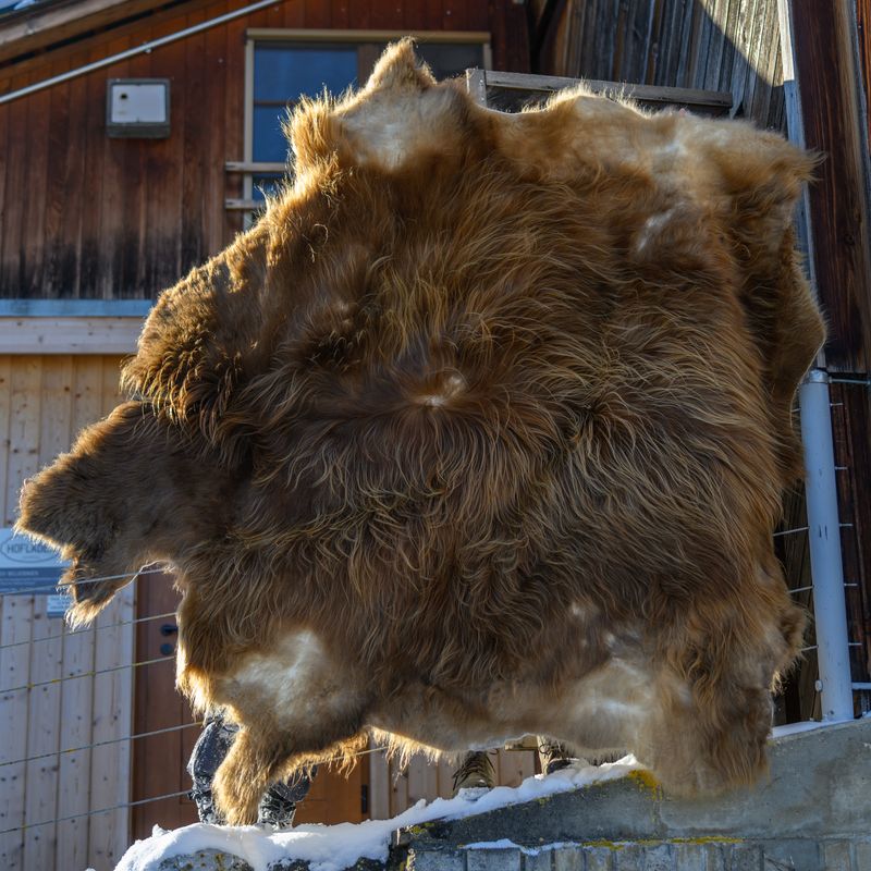 Schottisches Hochlandrindfell „Ferdinand“ – Rustikale Eleganz für dein Zuhause