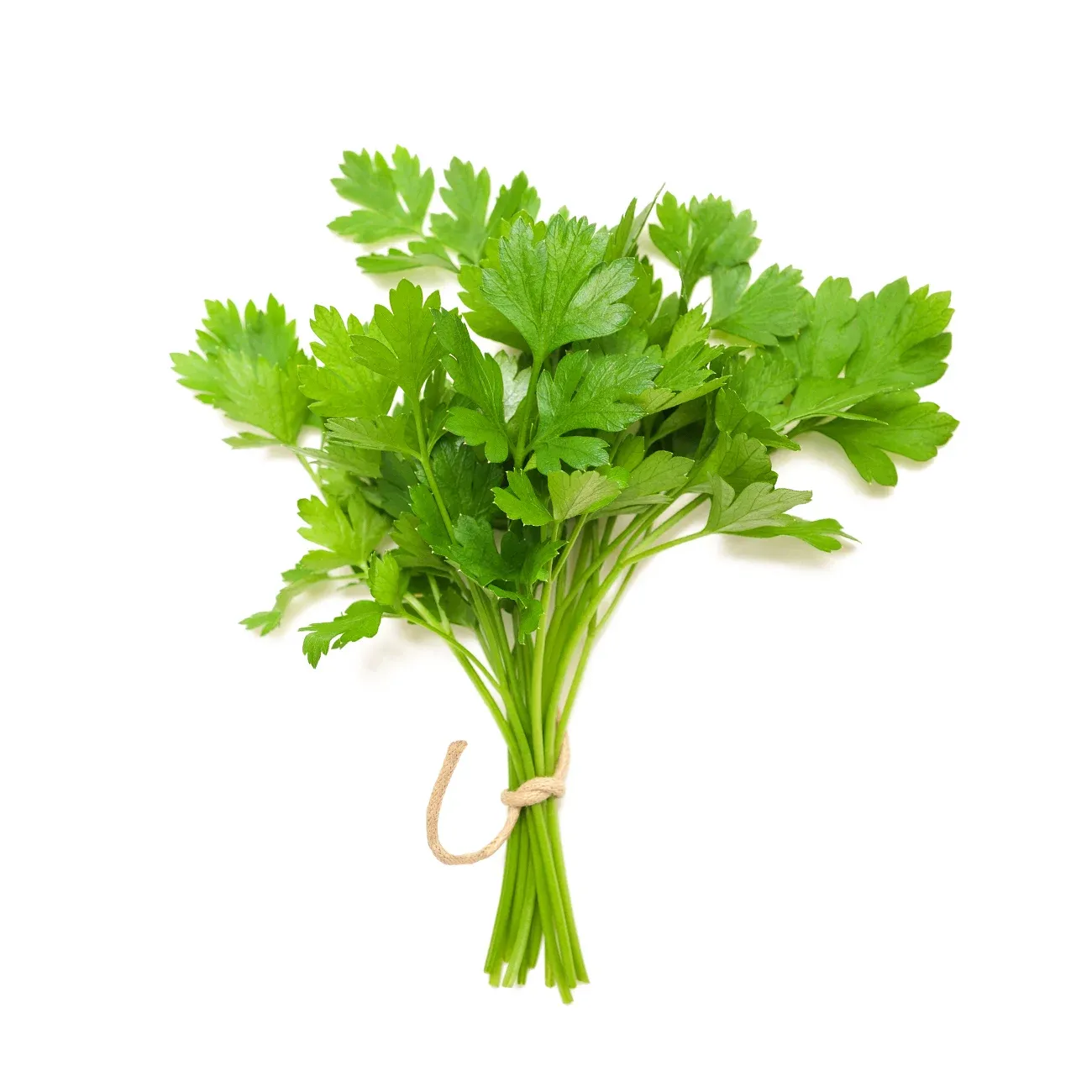 Coriandre Fraiche