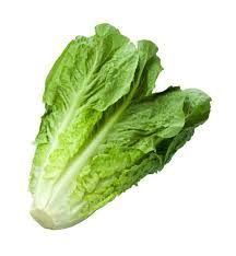 Laitue Romaine