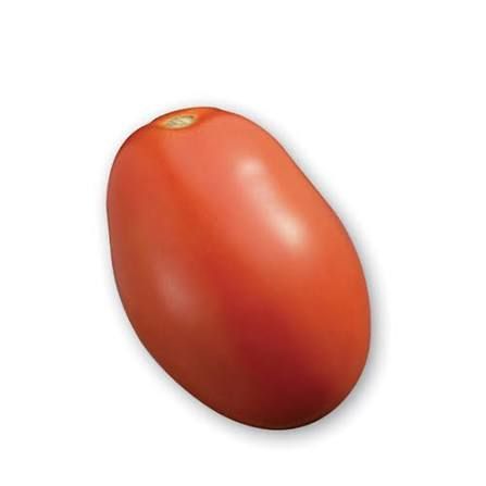 Tomate Italienne (kg)