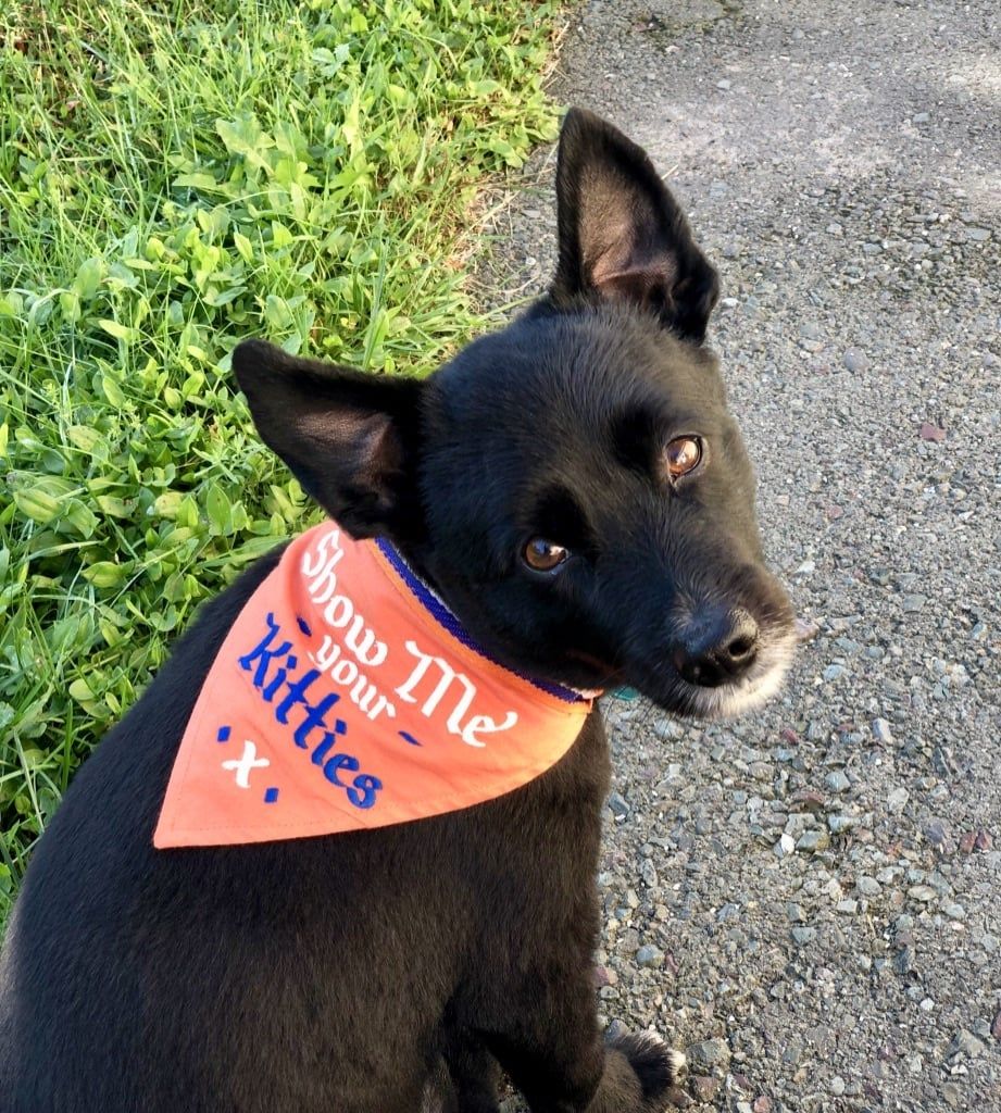 Dog Bandana, Color: Kitties