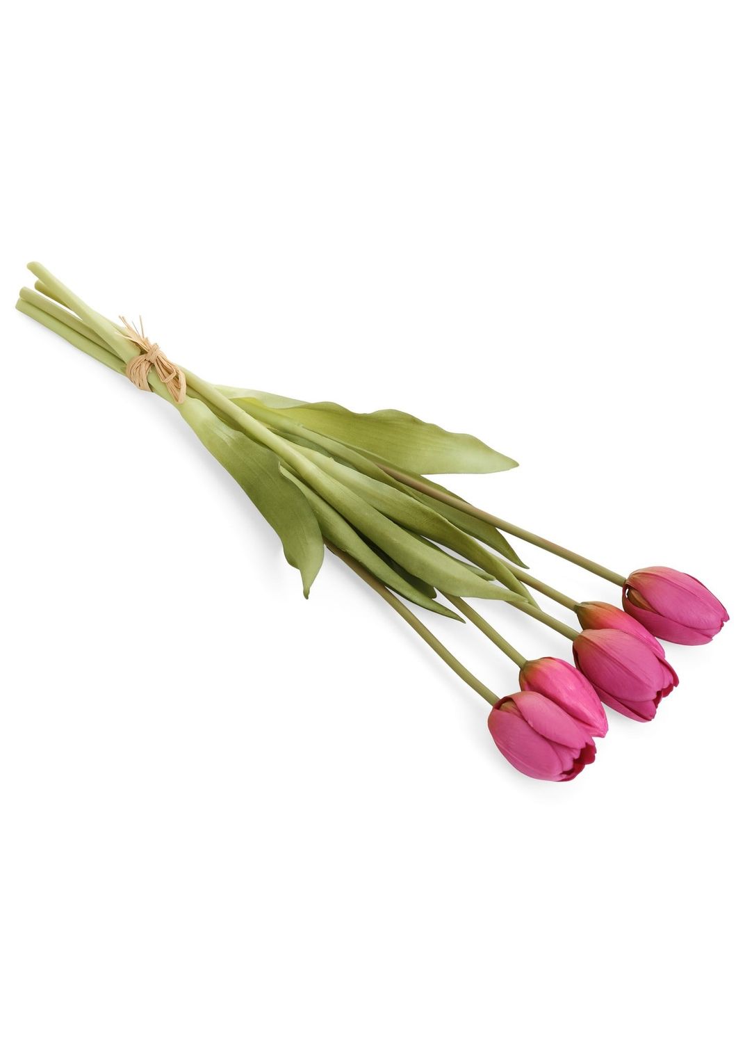 Tulip Bundle 