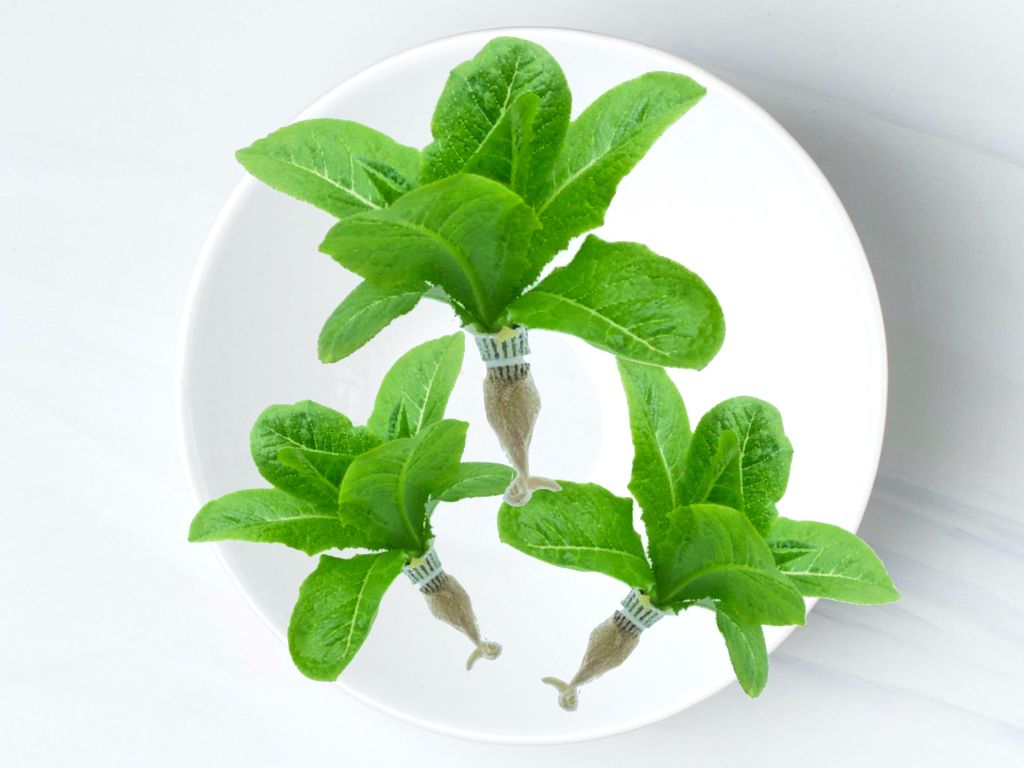 羅馬生菜 Romaine ( Lettuce)