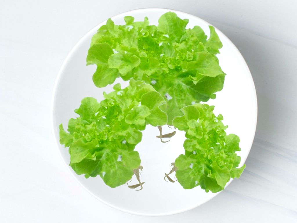 綠橡葉生菜 Green Oakleaf Lettuce