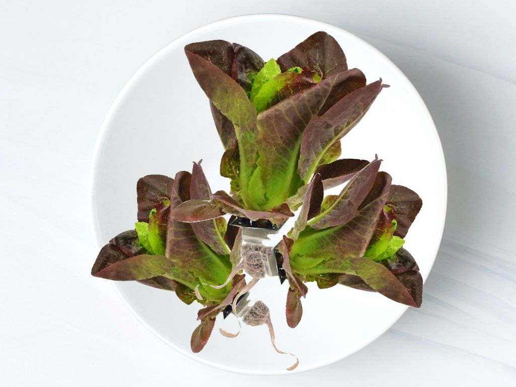 紅羅馬生菜 Red Romaine Lettuce