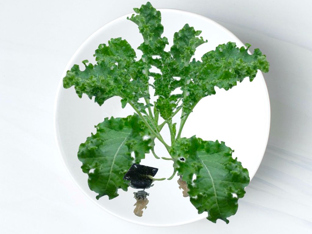 羽衣甘藍🥬  Kale