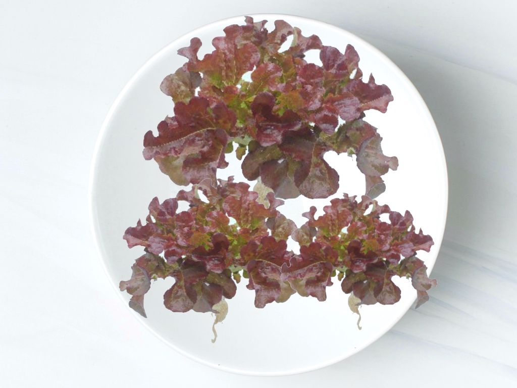 紅橡菜生菜 Red  Oakleaf Lettuce