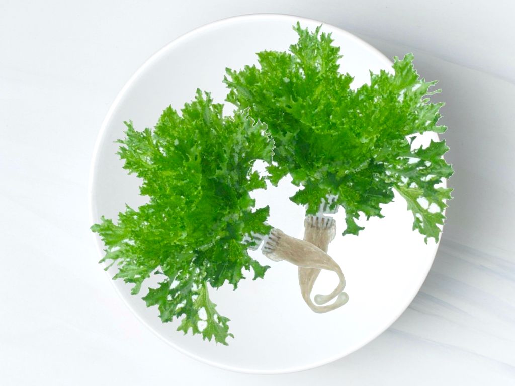 綠尖菜生菜 Salanova ( Green Salanova)