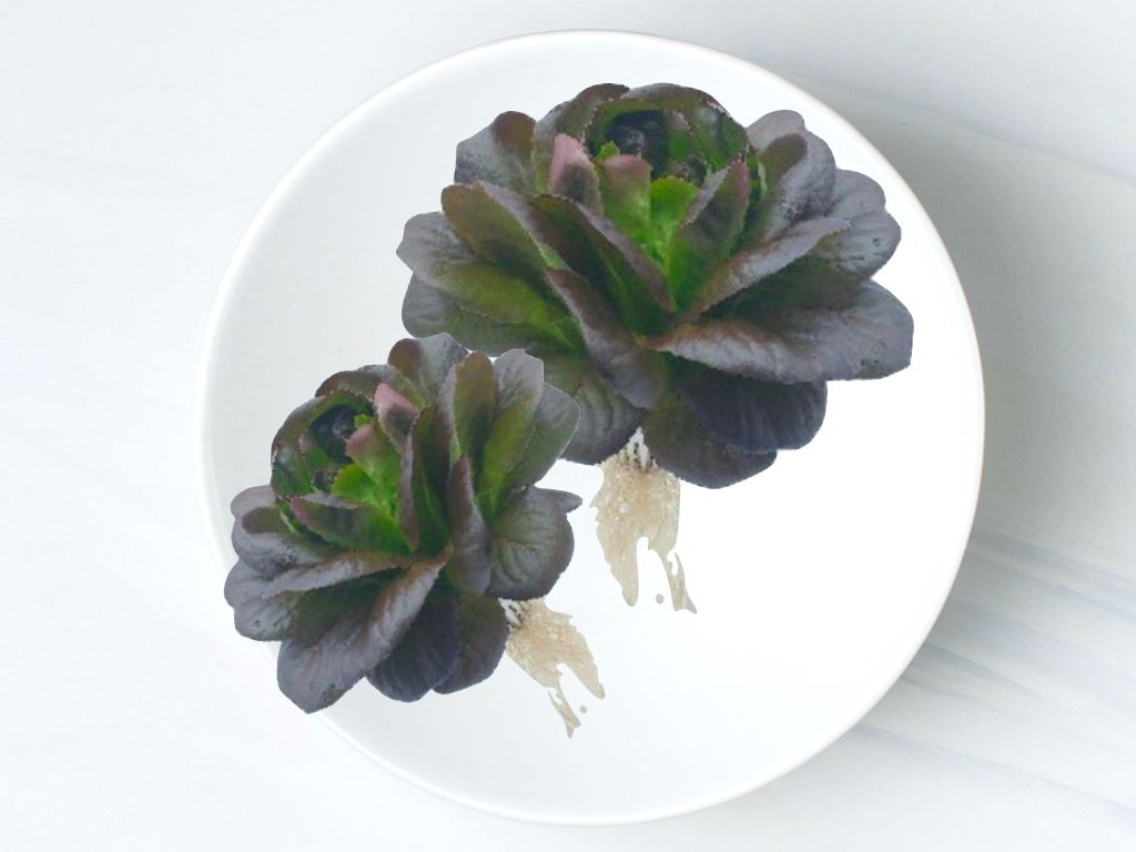 紅牛油生菜 Red Butter Lettuce