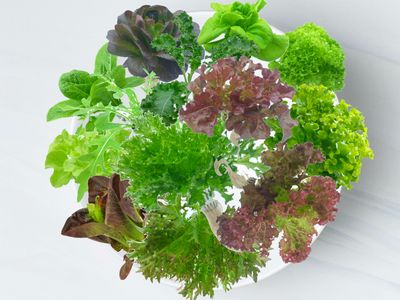 Handy Veggie